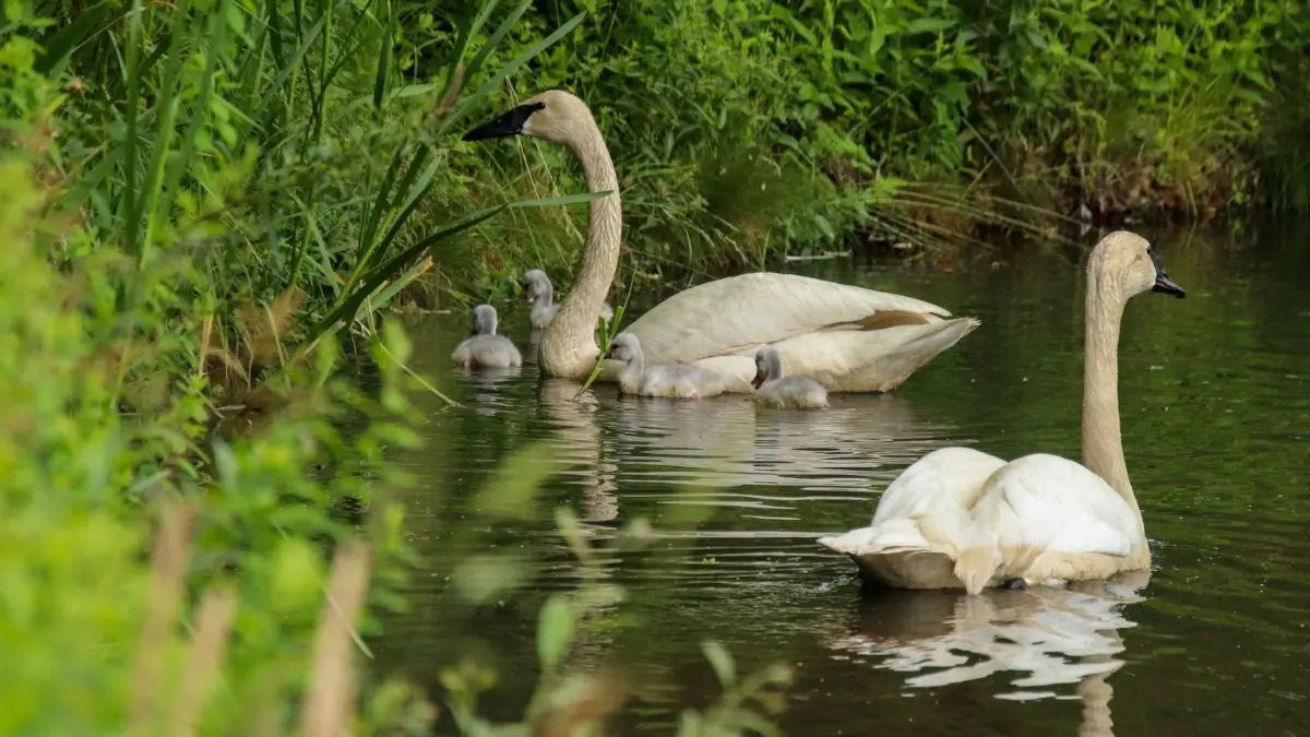 Endlich! Nach zwölf Jahren gab es im Branitzer Park erstmals wieder Schwanennachwuchs.
Die Schwäne im Branitzer Park mit ihren Jungtieren.