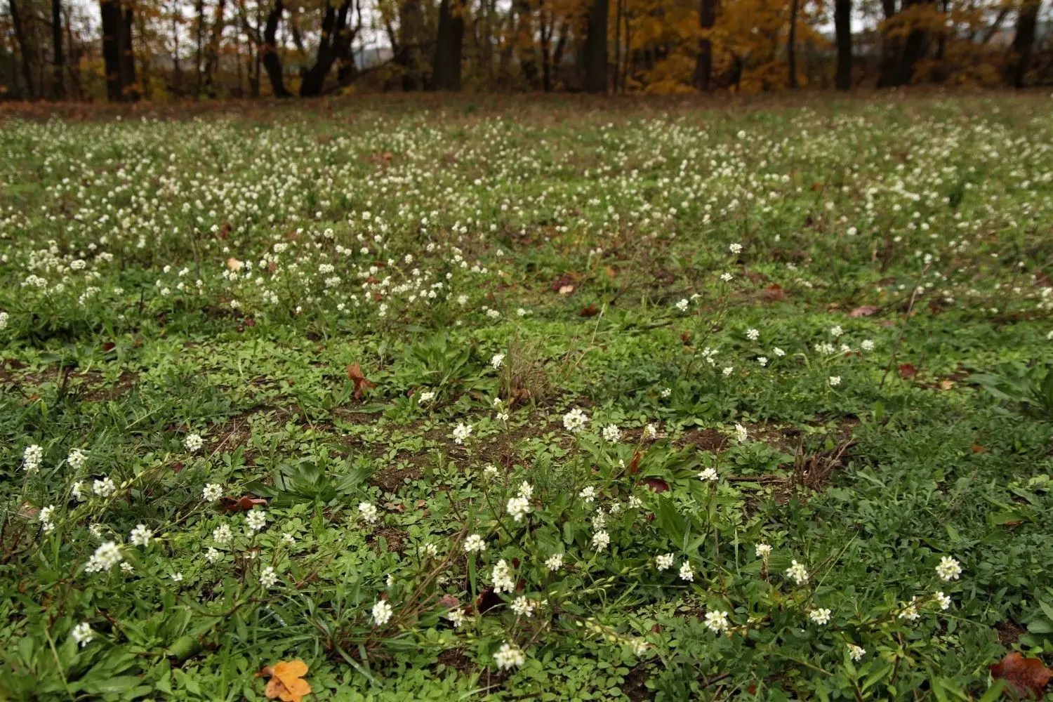 Cantdorfs Blumenwiese im November. ⇥