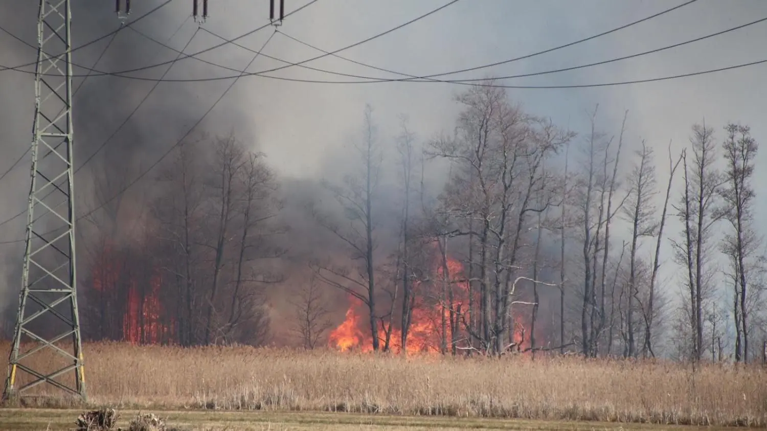 Waldbrand in der Nähe der Birkenallee in Kolkwitz. Laut der Leitstelle Lausitz brennt eine Fläche von 5000 Quadratmetern.