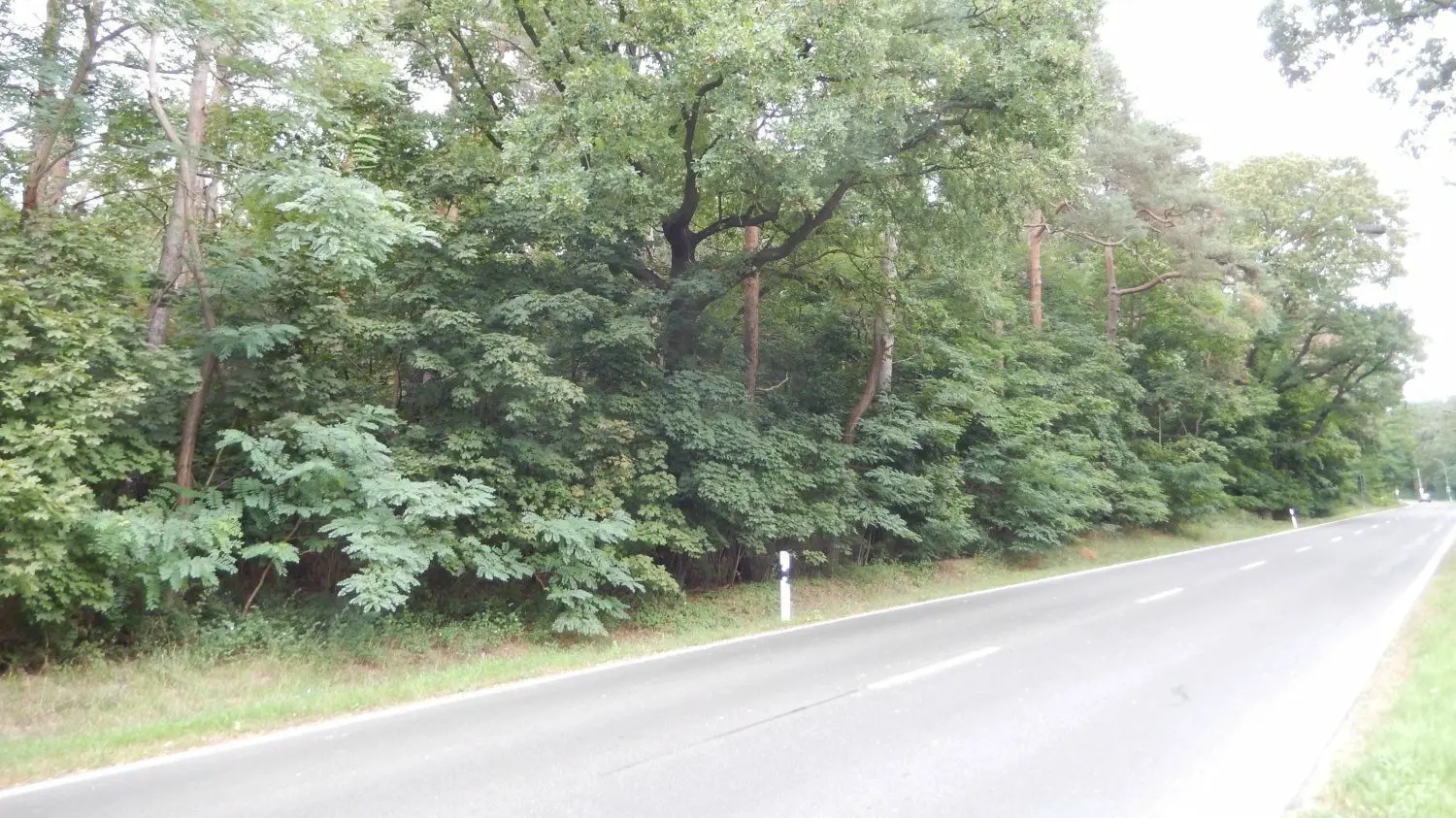 Dieses Waldstück an der Triebeler Straße in Forst stand jetzt per Auktion zum Verkauf.