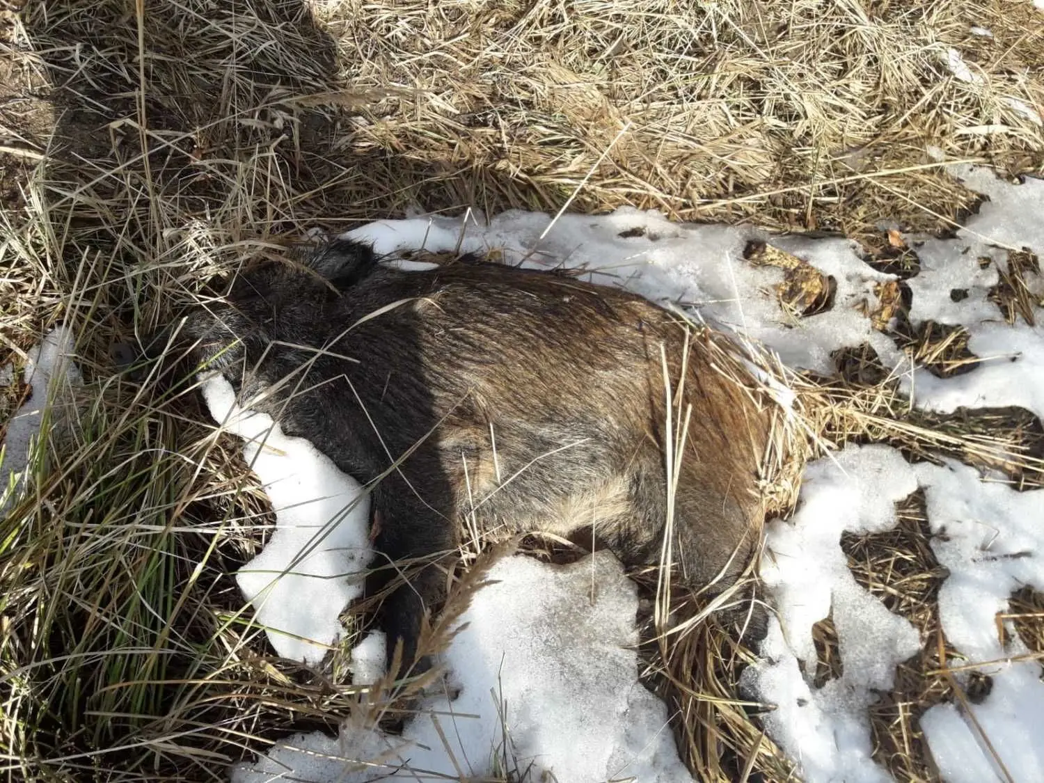 Bei der Fallwildsuche wurden an der Neiße und südlich des Truppenübungsplatzes Oberlausitz weitere Wildschweinkadaver gefunden. Um die Funde zu transportieren, braucht es Technik.