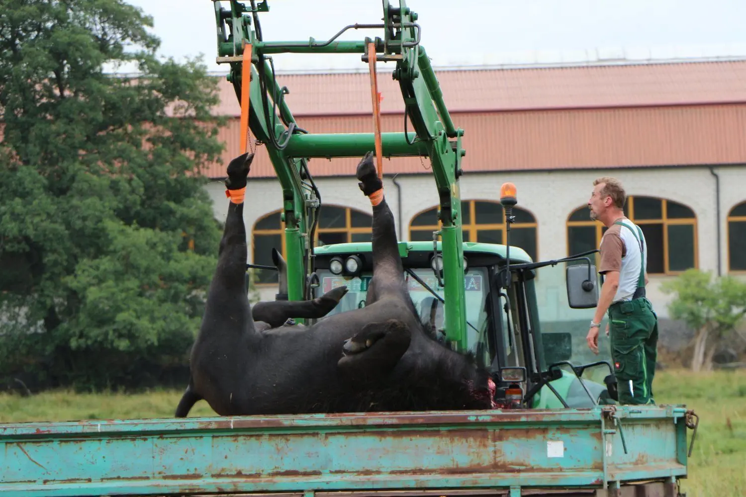 Jetzt geht's zum Fleischer. Ein Traktor verlädt den toten Wasserbüffel auf einen Hänger. Ein Jäger musste das Tier aus Dubring am 19. Juli erschießen, nachdem es am 16. Juli einen Bauern attackiert und schwer verletzt hatte.
