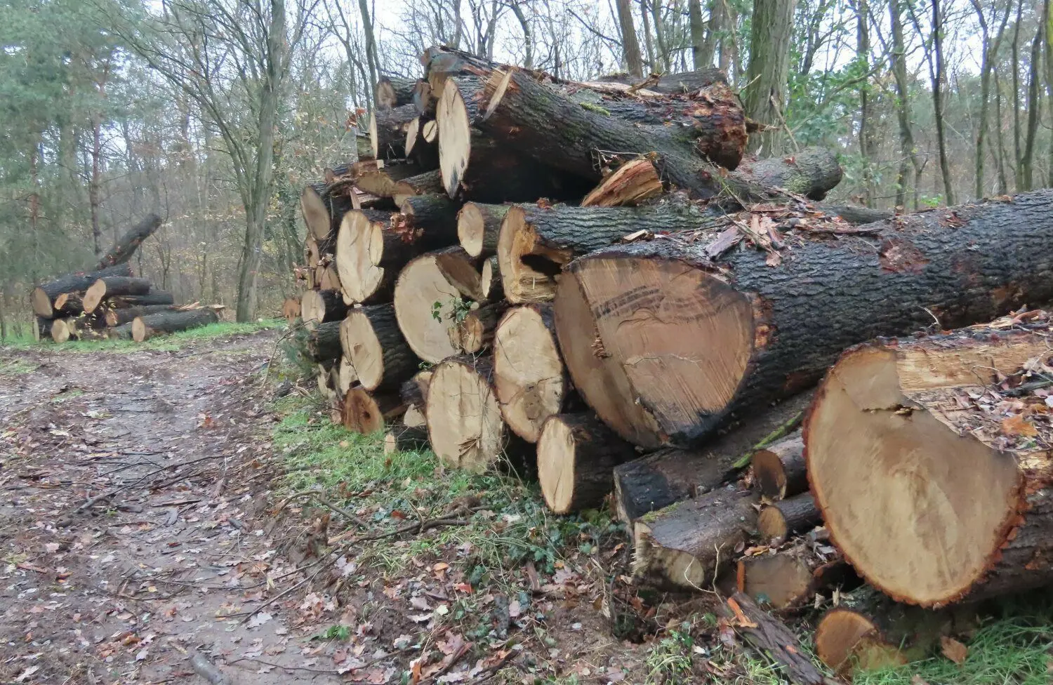 Richtig dicke Buchenstämme im Wald am früheren Stadtbahngleis.