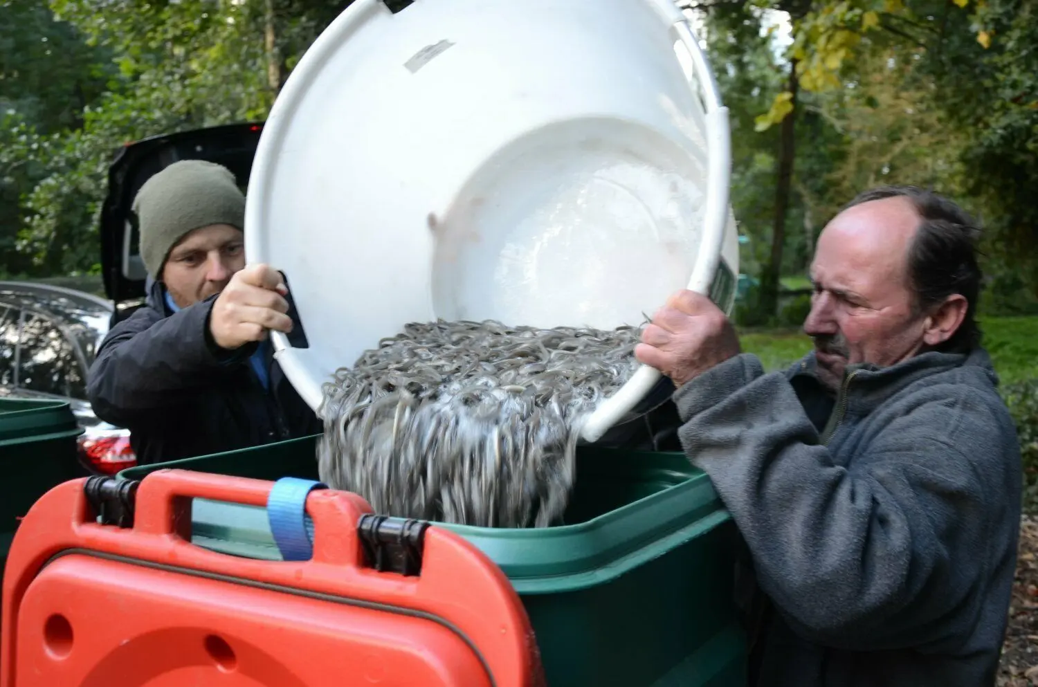 In größeren Kanistern werden rund 70 Kilo Jungaal von Lübbenau weiter Richtung Lübben transportiert und dort ausgesetzt.