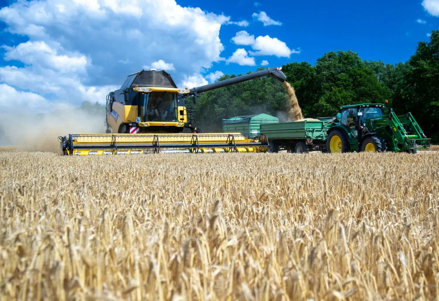 Bei der Ernte sind modernste Mähdrescher am Start.