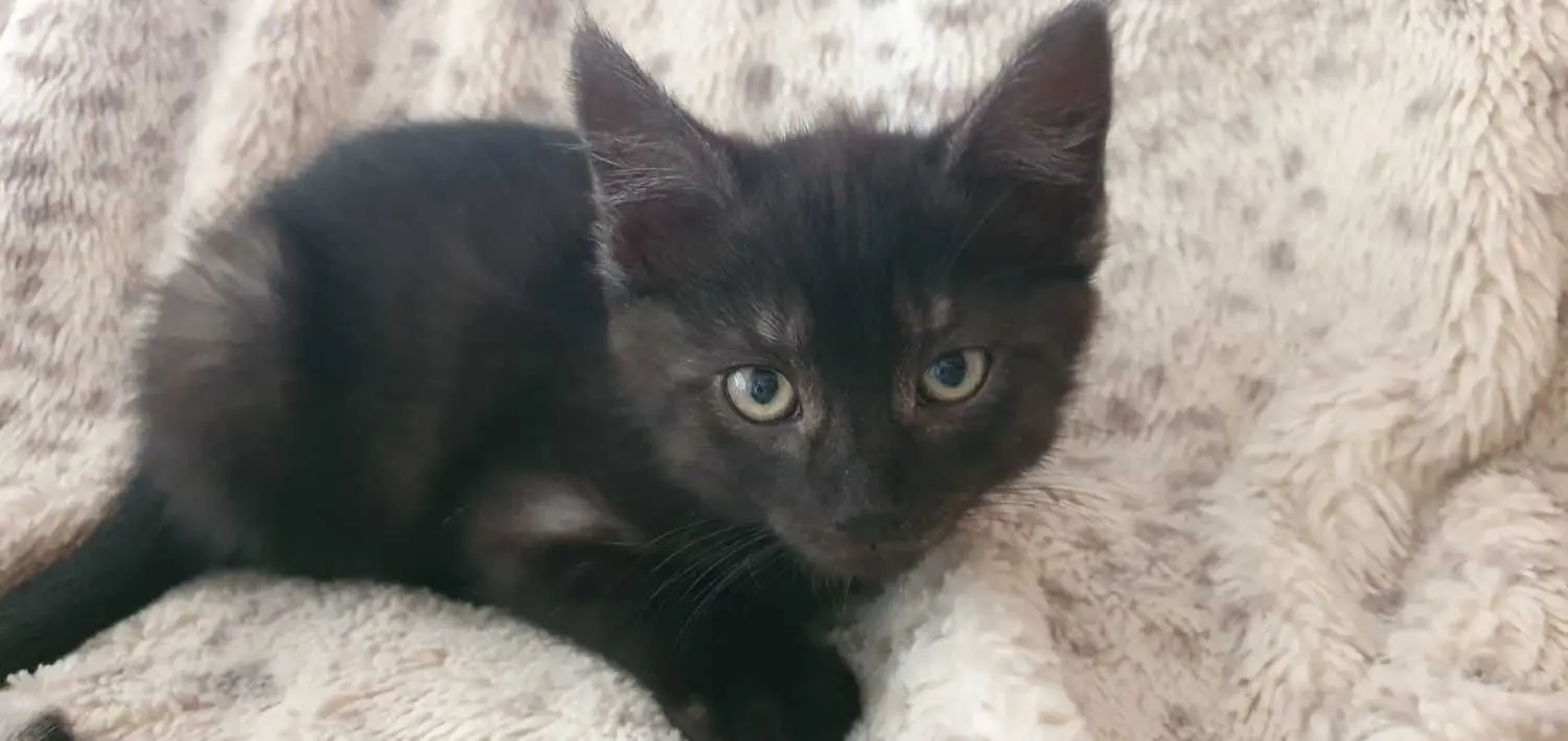 Nach dreiwöchiger Betreuung durch Ines Dietrich und der ersten Impfung konnten die drei jungen Katzen zu ihren neuen Familien ziehen. Der vierte Tiger war gleich am Fundtag in das Herz von Tierarzt Peter Hennig gezogen und trägt jetzt den passenden Namen Dietrich.