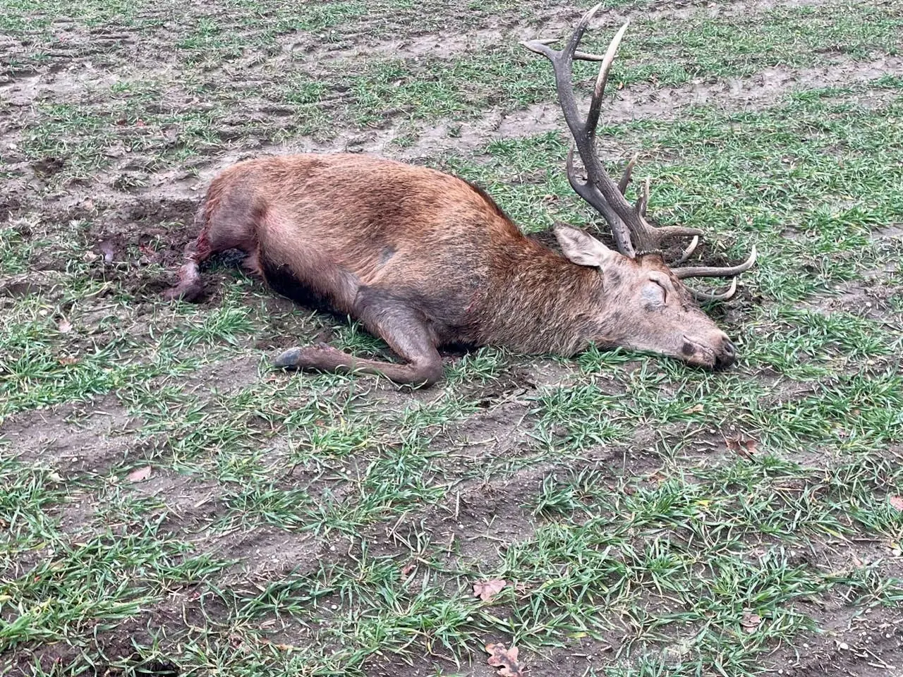 Der Hirsch wurde von seinem Schicksal erlöst.