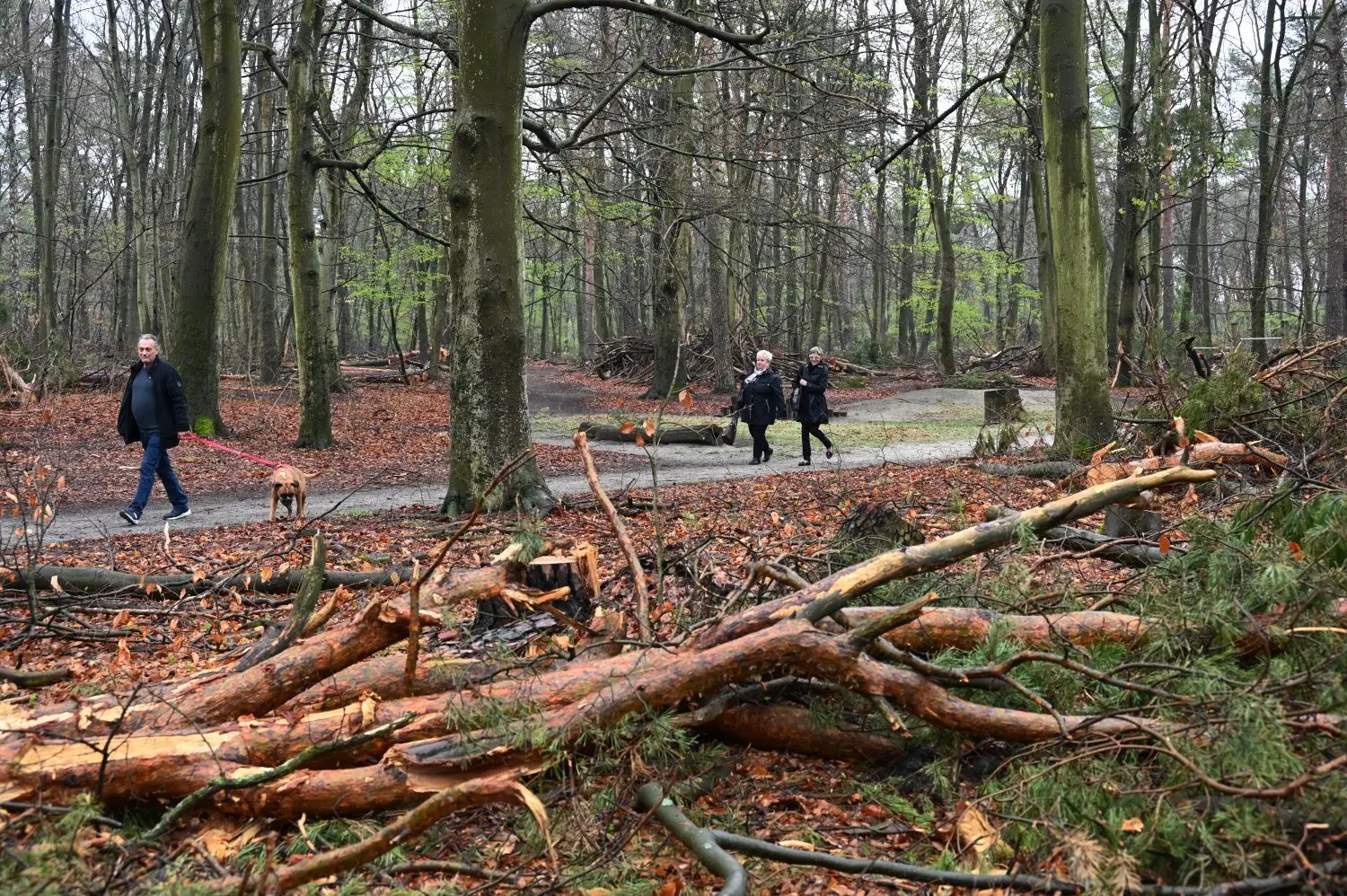 Viele Spaziergänger beklagen den Anblick der Madlower Schluchten nach den Holzarbeiten.