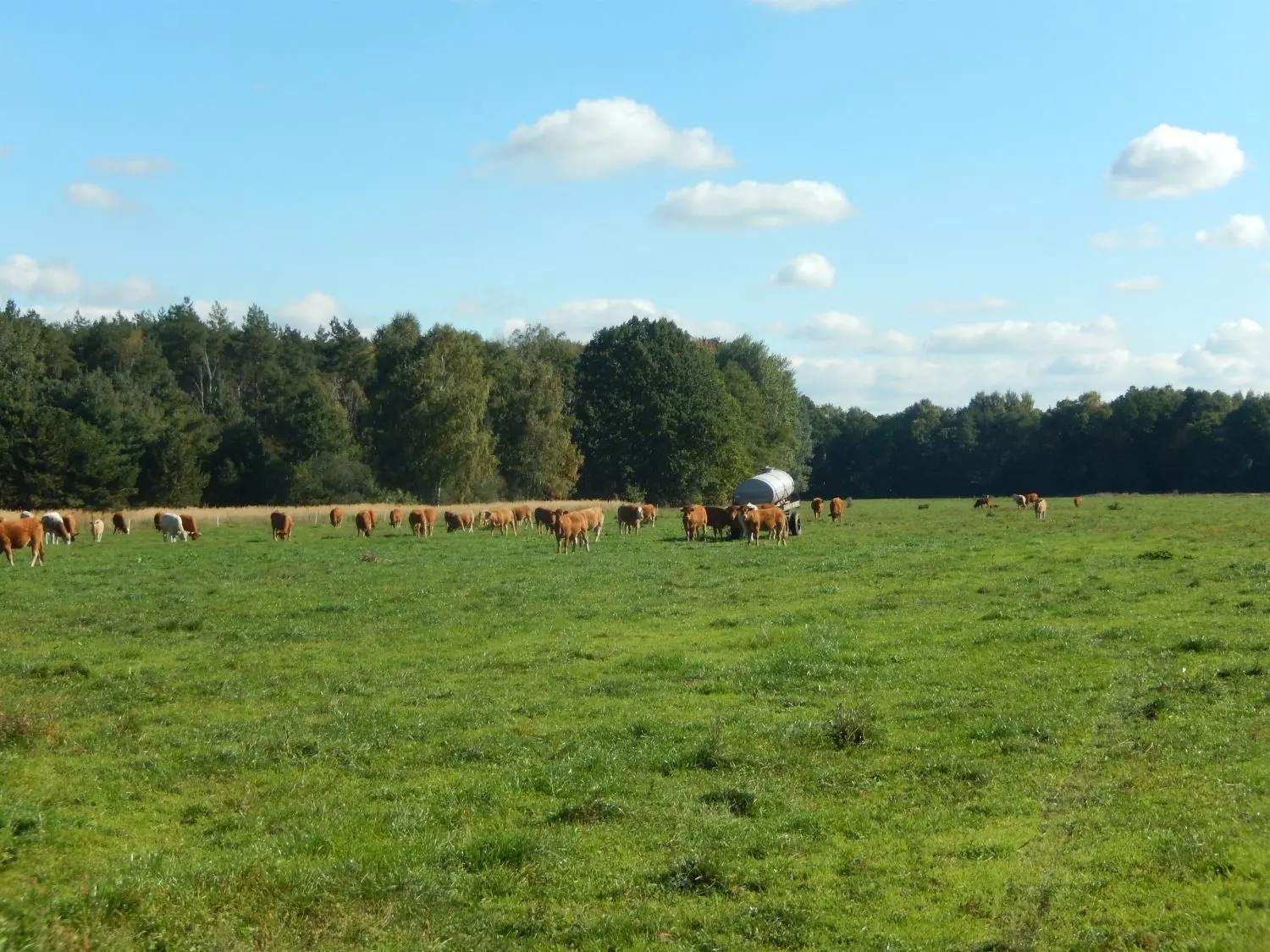 Rinder der Agrargenossenschaft Forst auf der Weide bei einem Wasserhänger.