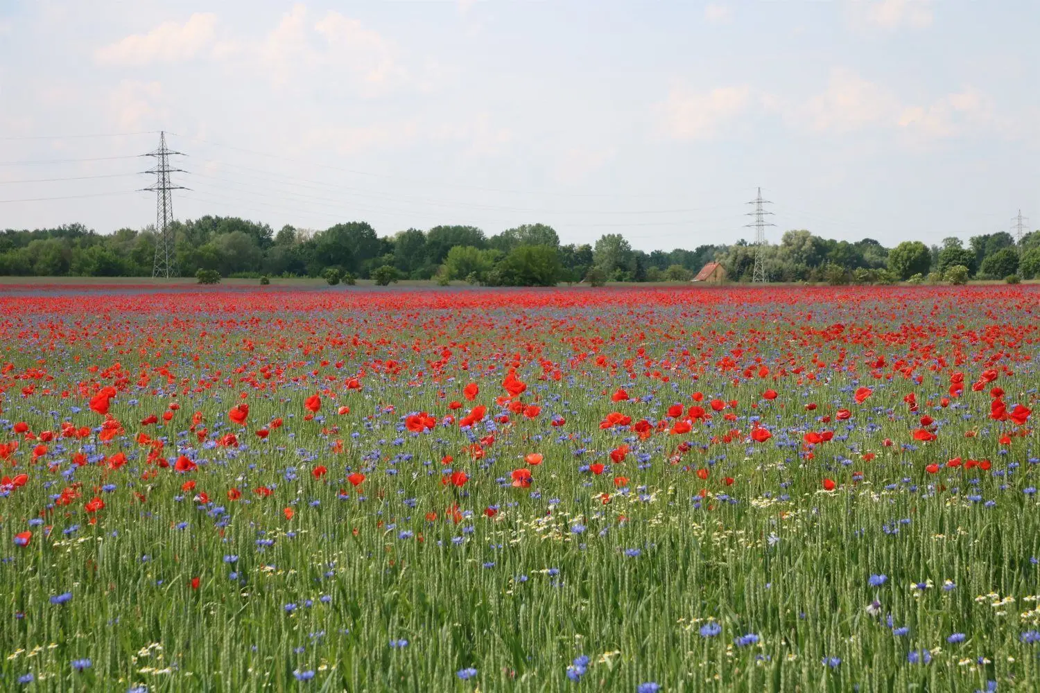Mohnblumen soweit das Auge blickt. Tatsächlich wächst auf diesem Acker nahe Lübben an der B 87 Weizen.