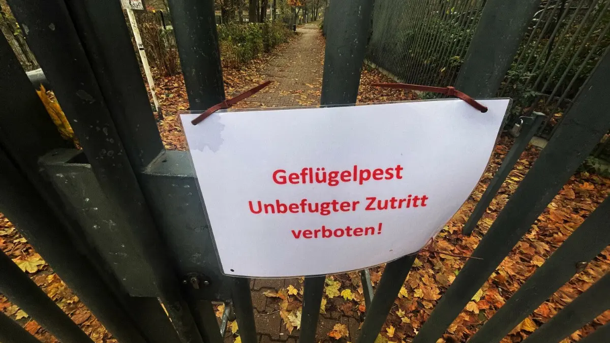 Geflügelpest bei Schwänen im Landkreis Tübingen festgestellt. Es wurden bislang sechs tote Schwäne gefunden. (Symbolbild)
ARCHIV - 30.11.2022, Berlin: Ein Schild mit der Aufschrift "Gefügelpest. Unbefugter zutritt verboten!" hängt an einem Tor am Zoo Berlin. (zu dpa: «Zoo Berlin: Noch kein Licht am Ende des Tunnels») Foto: Paul Zinken/dpa +++ dpa-Bildfunk +++