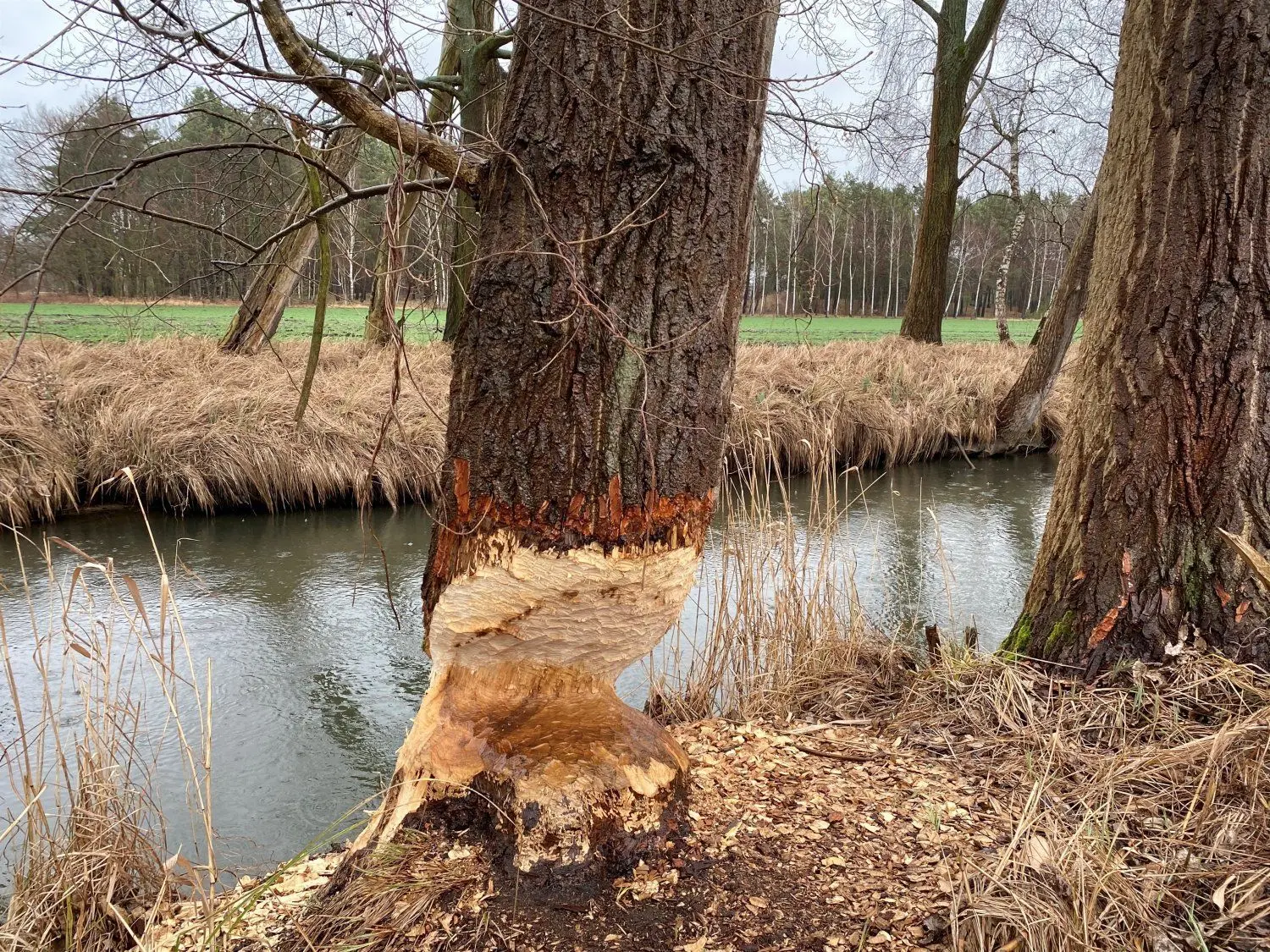 Eine gut 60 Jahre alte Pappel hat der Biber am Hammergraben angenagt. Bald wird der Baum fallen.