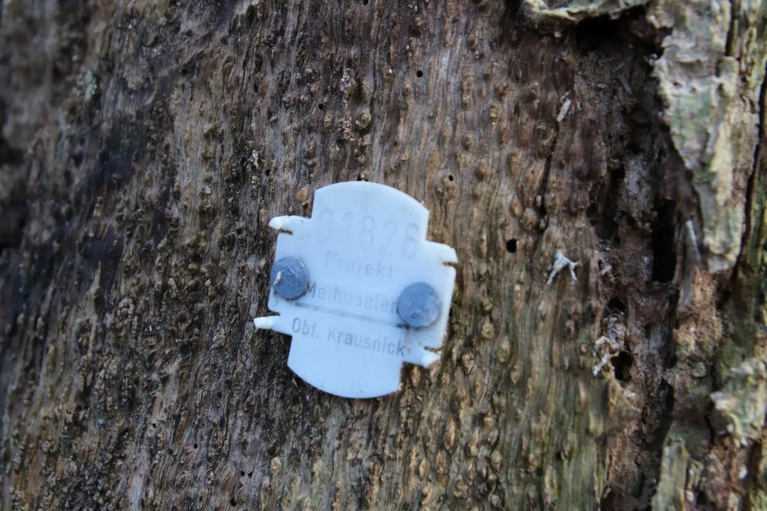 Diese Plakette markiert alte, abgestorbene Bäume, die als Methusalem-Bäume Lebensraum für verschiedene Tierarten werden.