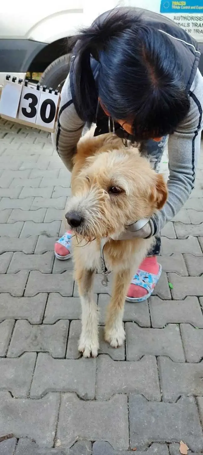 Hündin Grace vor dem Abtransport in Rumänien. Alle Tiere werden mit einer Nummer fotografiert, bevor es nach Deutschland geht.