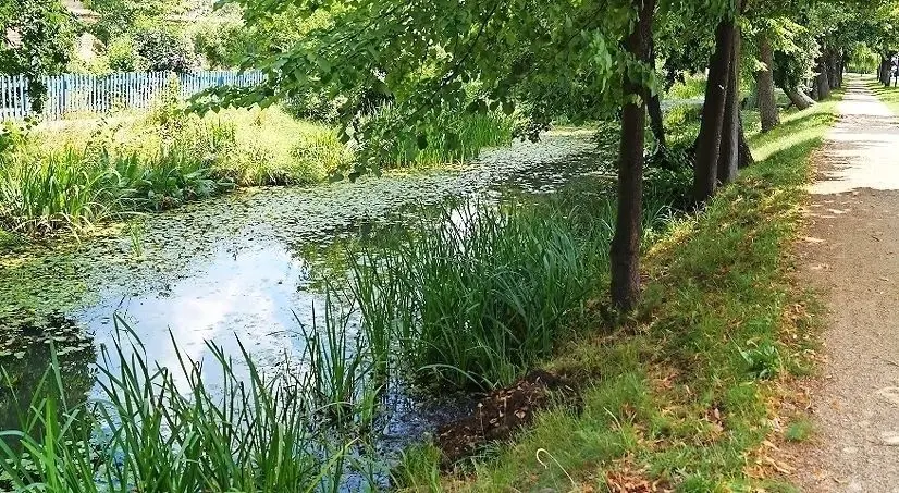 Die Tiere wurden alle im Stadtgraben entdeckt.⇥