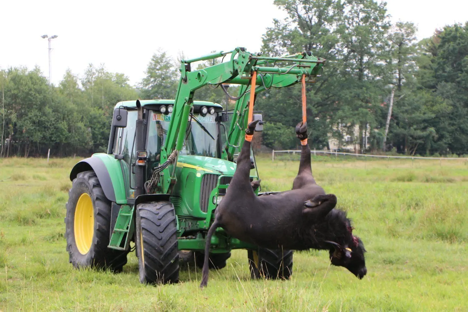 Ein Jäger musste das Tier aus Dubring am 19. Juli erschießen, nachdem es am 16. Juli einen Bauern attackiert und schwer verletzt hatte.