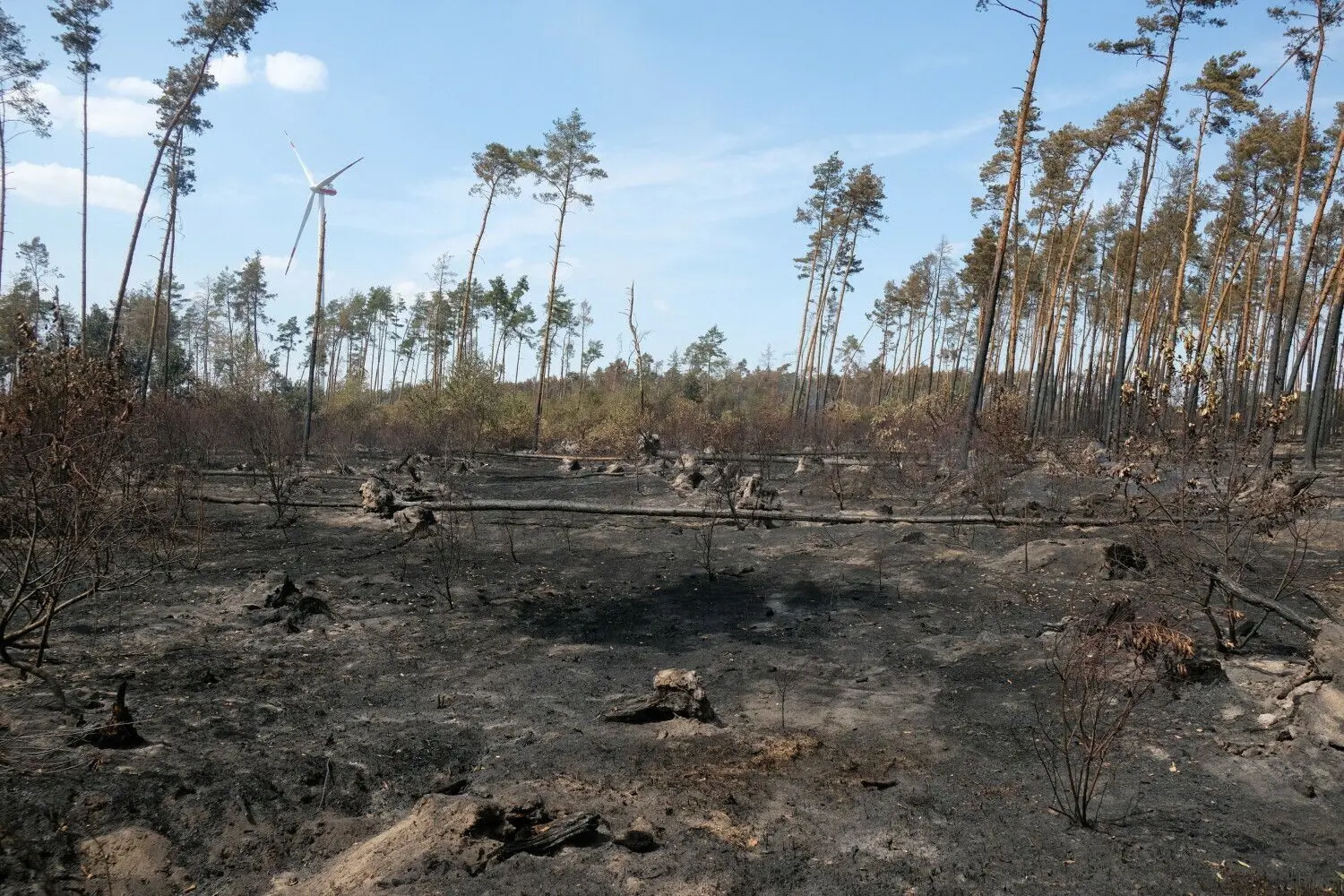 So wie hier sehen Waldflächen gleich an mehreren Stellen des Waldbrandgebietes aus.
