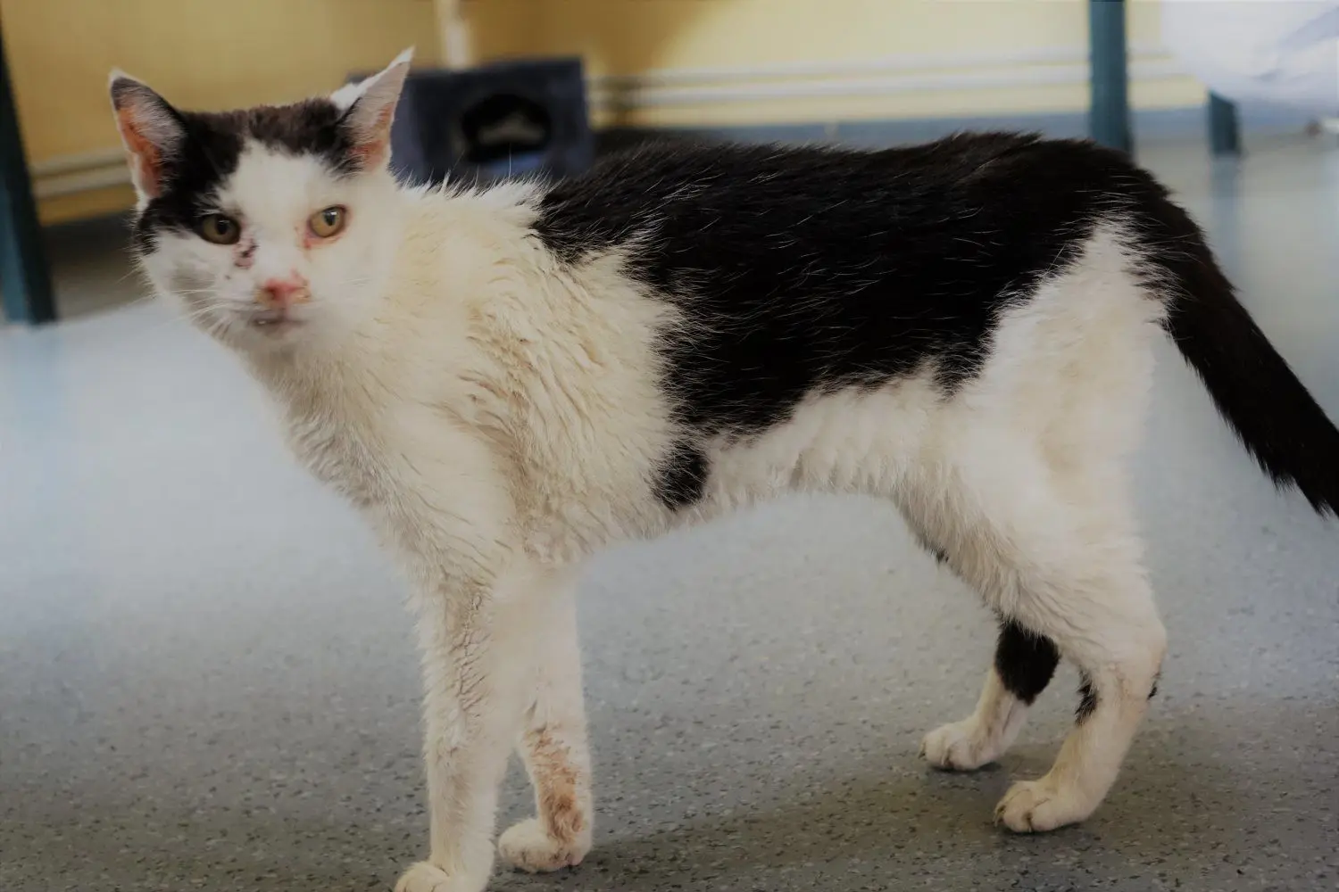 Kranke und nicht vermittelbare Katzen finden im Tierheim ein Zuhause.