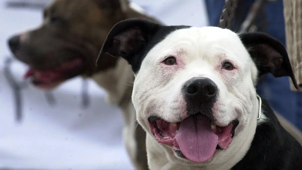 Unwiderleglich gefährlich: Der American Pitbull Terrier gehört zu jenen Hunderassen, deren Haltung und Zucht in Brandenburg verboten sind. Im Hintergrund: American Staffordshire Terrier. Archivbild dpa