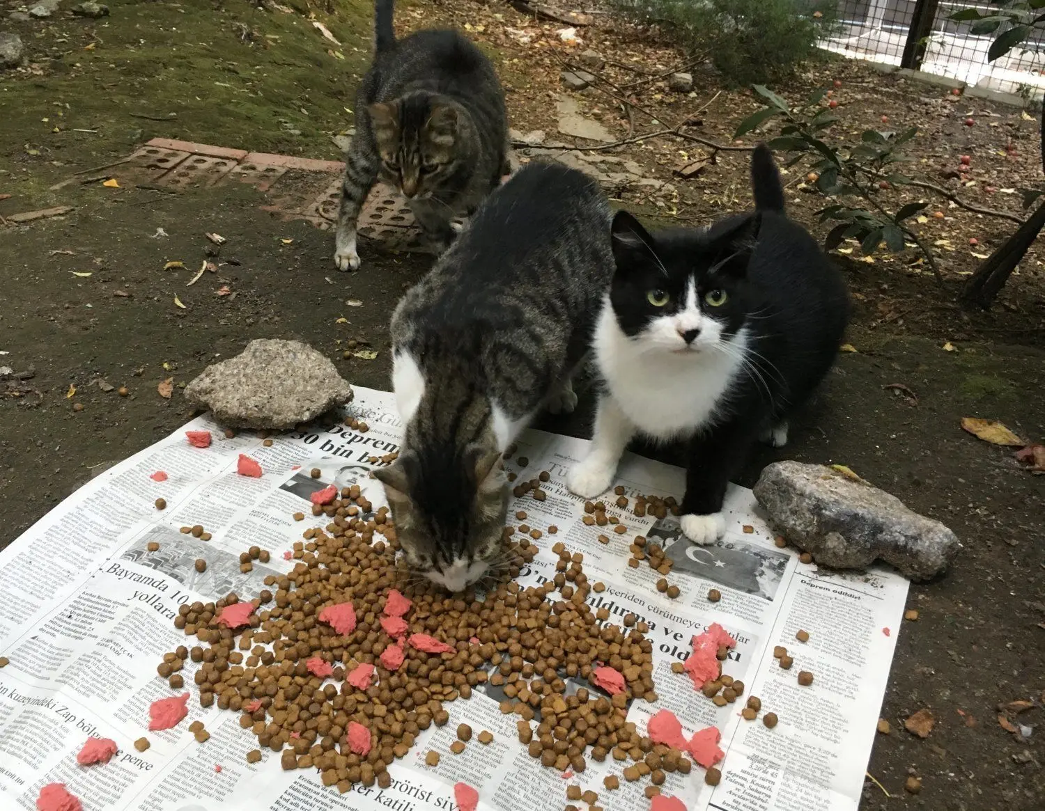 ... Deshalb regt der Tierschutzverein Lübben an, alle Katzen, die aus dem Haus dürfen, zu kastrieren oder sterilisieren – also zeugungsunfähig zu machen (Symbolbild).