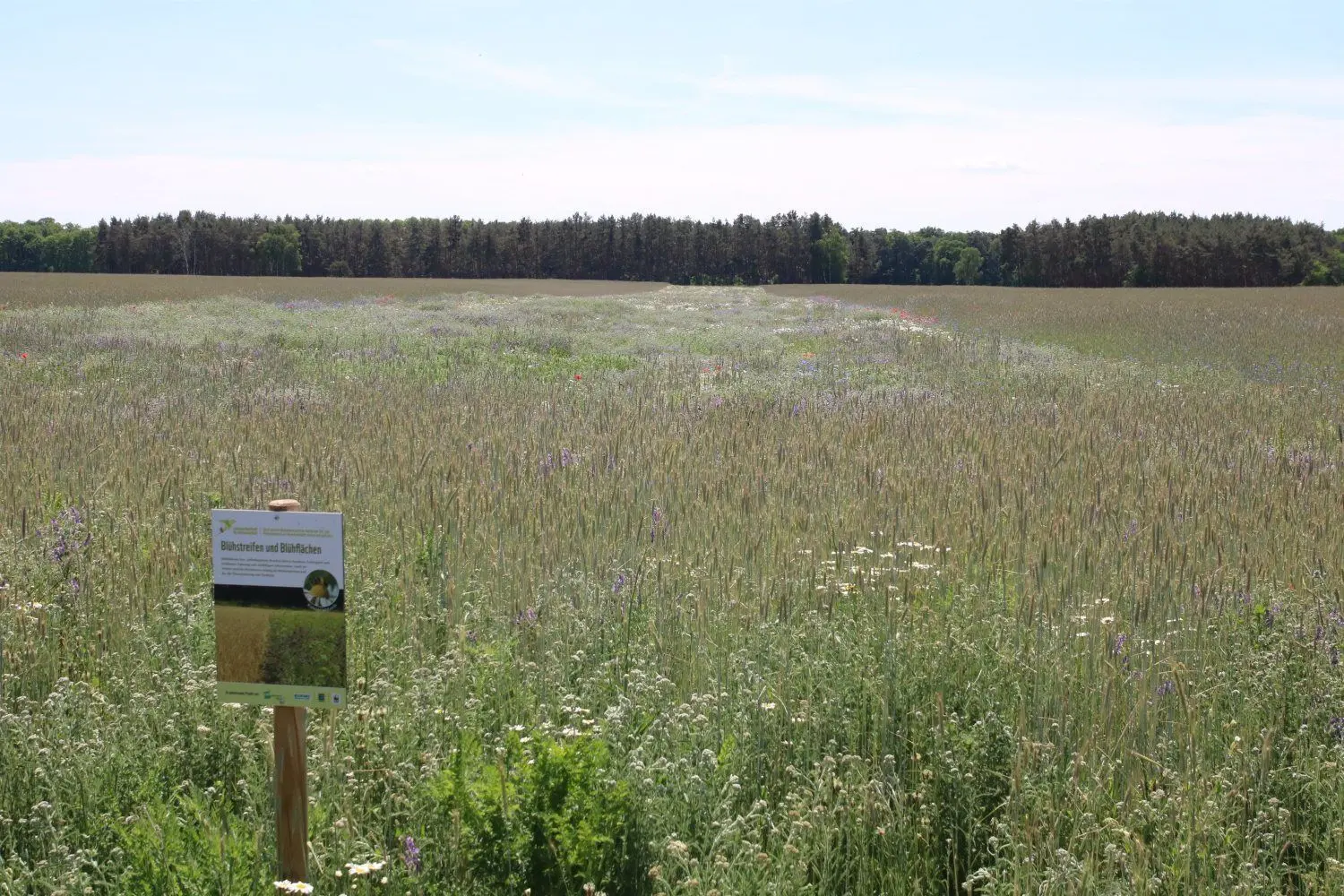 Ein extrem breiter Blühstreifen ist für Vögeln und Kleinsäugern das ganze Jahr über Rückzugsraum. Vor allem aber, wenn die angrenzenden Felder abgeerntet werden.