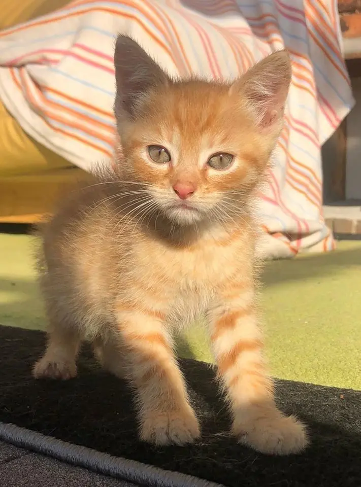Auch Kater Willi war in der Obhut der Herzberger Tierschützer und hat mittlerweile ein neues Zuhause gefunden.