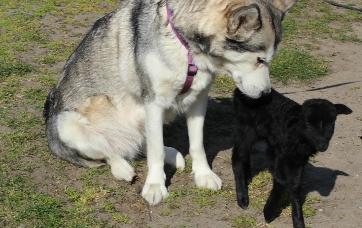 Husky-Dame Krümel übernimmt bei den kleinen Heidschnucken die Mutterrrolle.