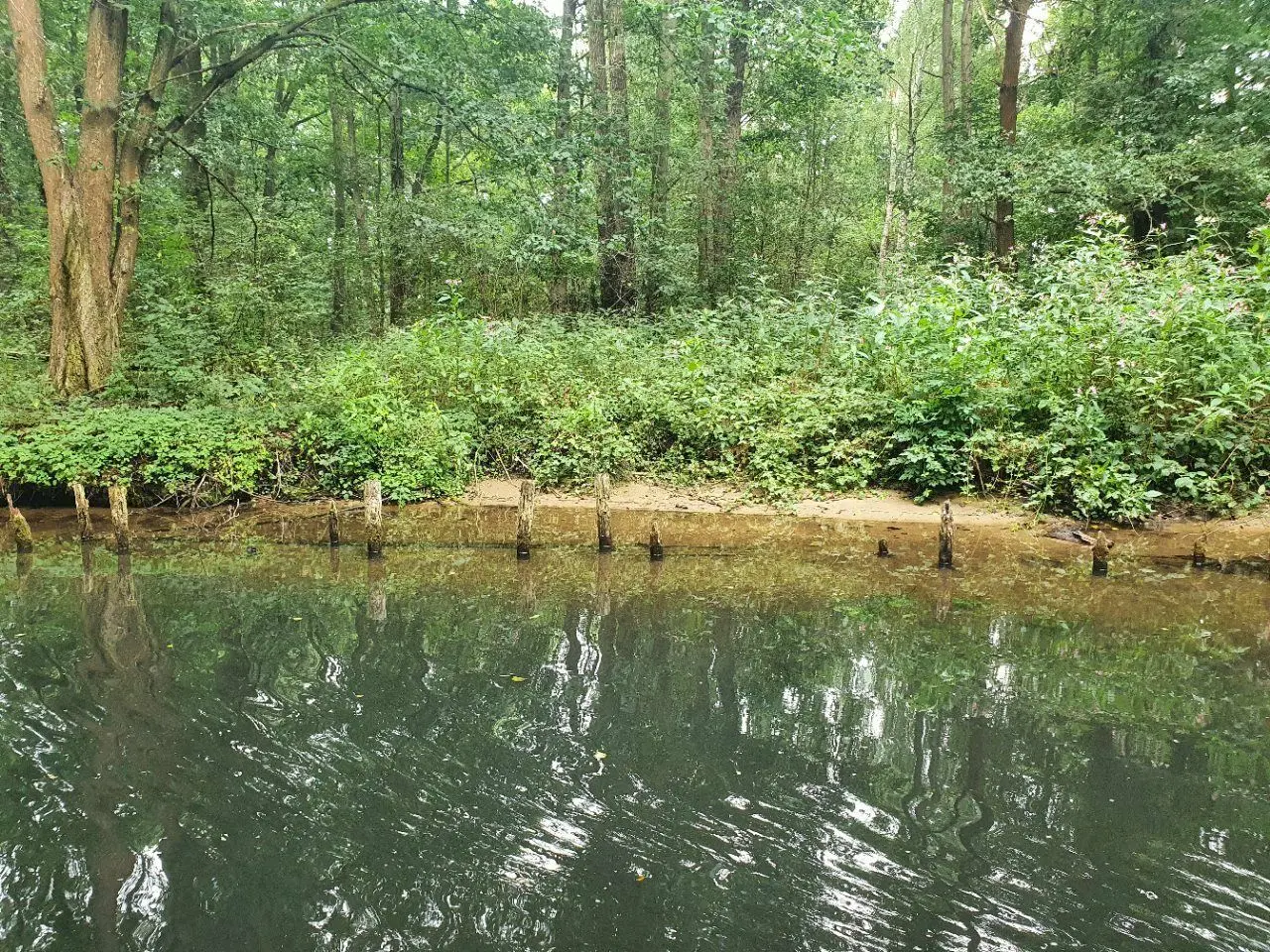 Uferbereiche der Fließe unterhalb des Staugürtels in Lübbenau lassen einen leicht verringerten Wasserstand erkennen.