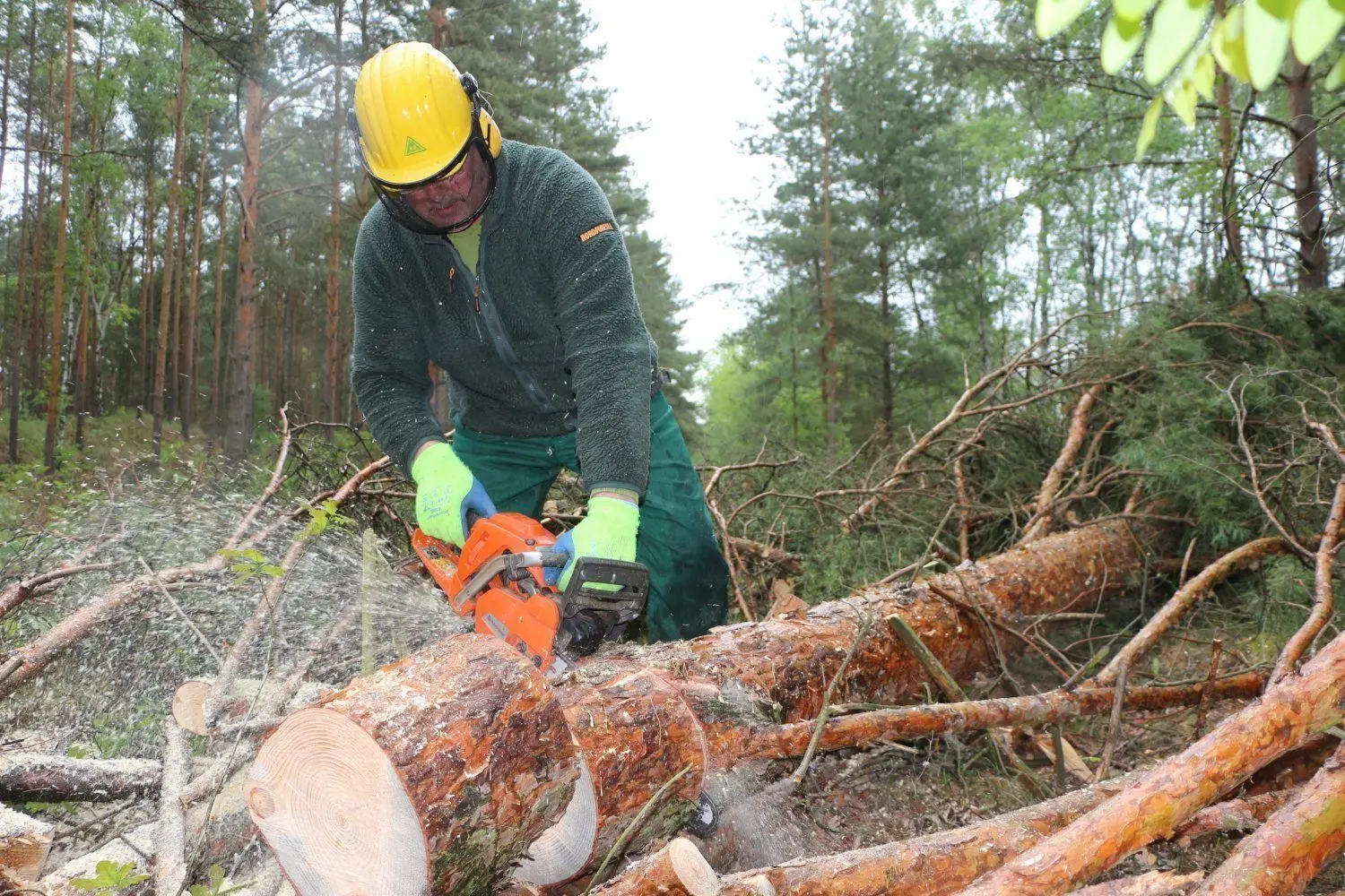 Da fliegen die Holzspäne. Thomas Kittel (52), Forstwirt vom Landkreis Bautzen, zersägt den Kiefernstamm in kurze Stücke. Das Holz soll austrocknen, damit der Borkenkäfer stirbt.