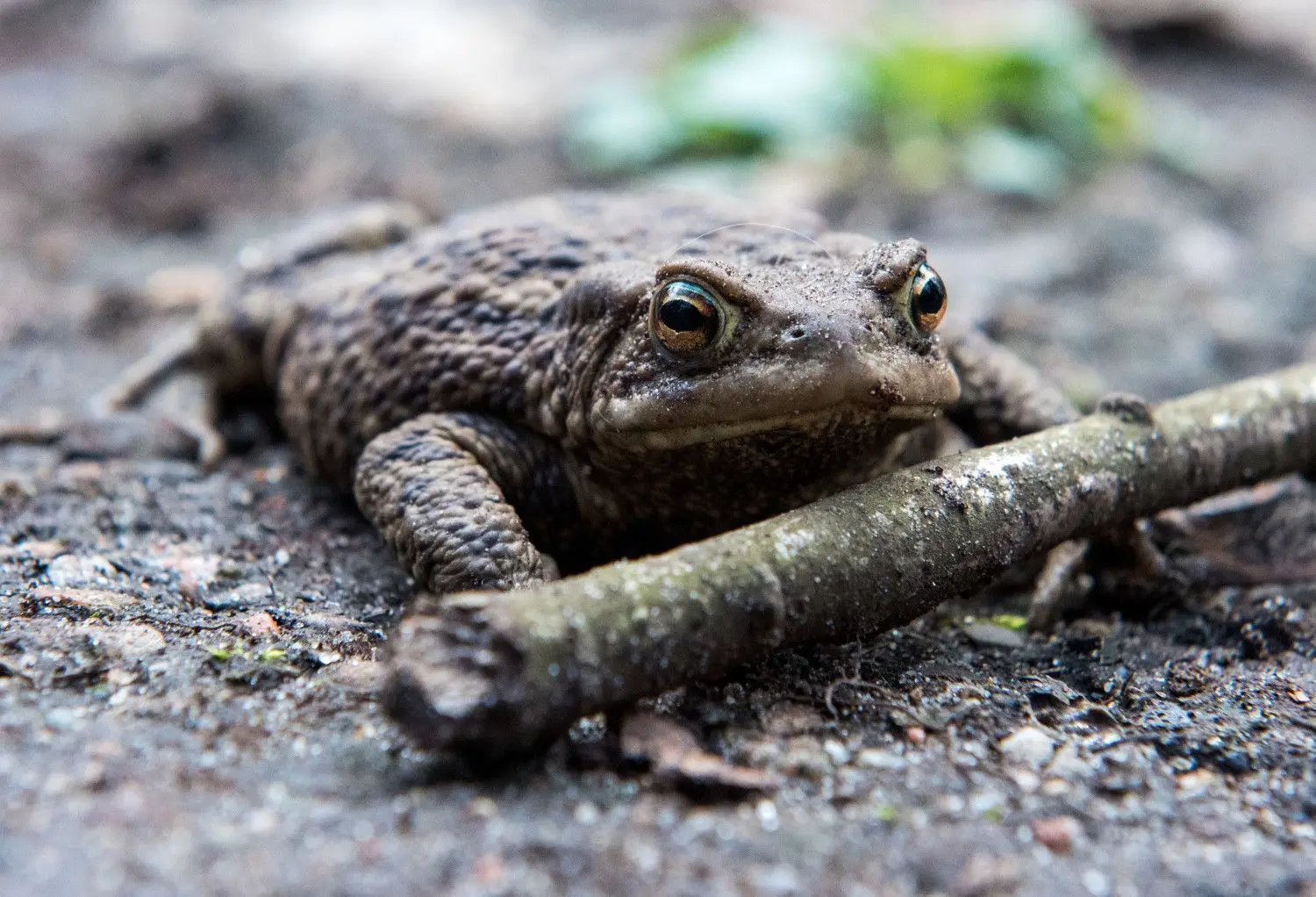 Das Symbolfoto zeigt eine Erdkröte. Die Tiere zählen die Kolkwitzer Naturschützer am häufigsten. In diesem Frühjahr waren es aber nur 22 Exemplare. Vor zehn Jahren waren es am Heilstättenweg 1724 Erdkröten.