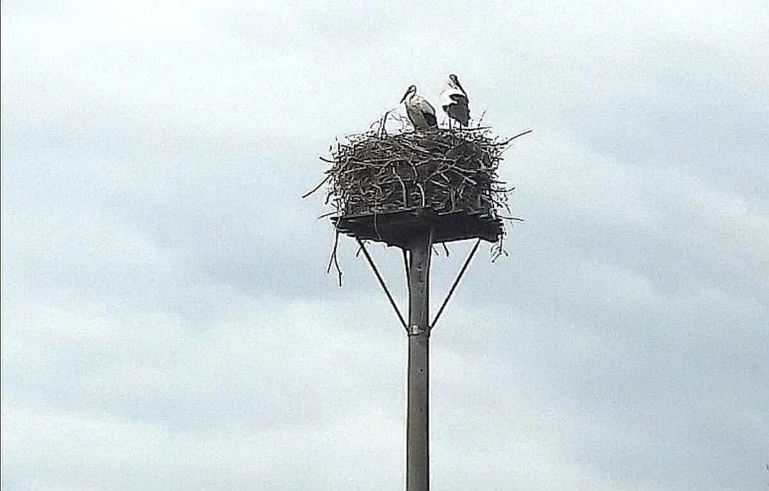 Zwei Alt- und zwei Jungstörche bewohnen das Nest in Schraden.