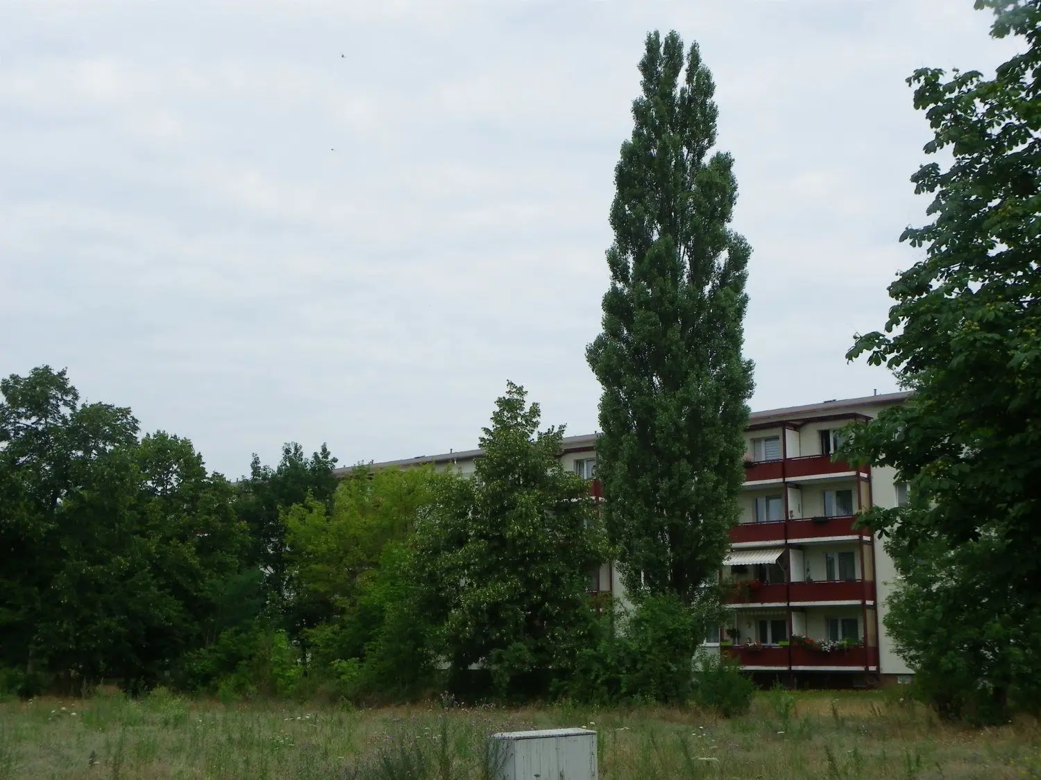 Sorgen bereitet manchem Anwohner auch der Zustand dieser Pappel am Block Leonhard-Frank-Straße 21-29.