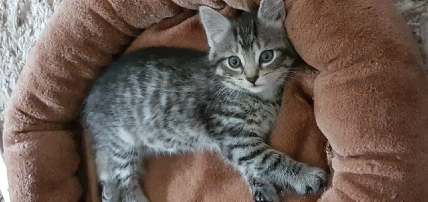 Nach dreiwöchiger Betreuung durch Ines Dietrich und der ersten Impfung konnten die drei jungen Katzen zu ihren neuen Familien ziehen. Der vierte Tiger war gleich am Fundtag in das Herz von Tierarzt Peter Hennig gezogen und trägt jetzt den passenden Namen Dietrich.