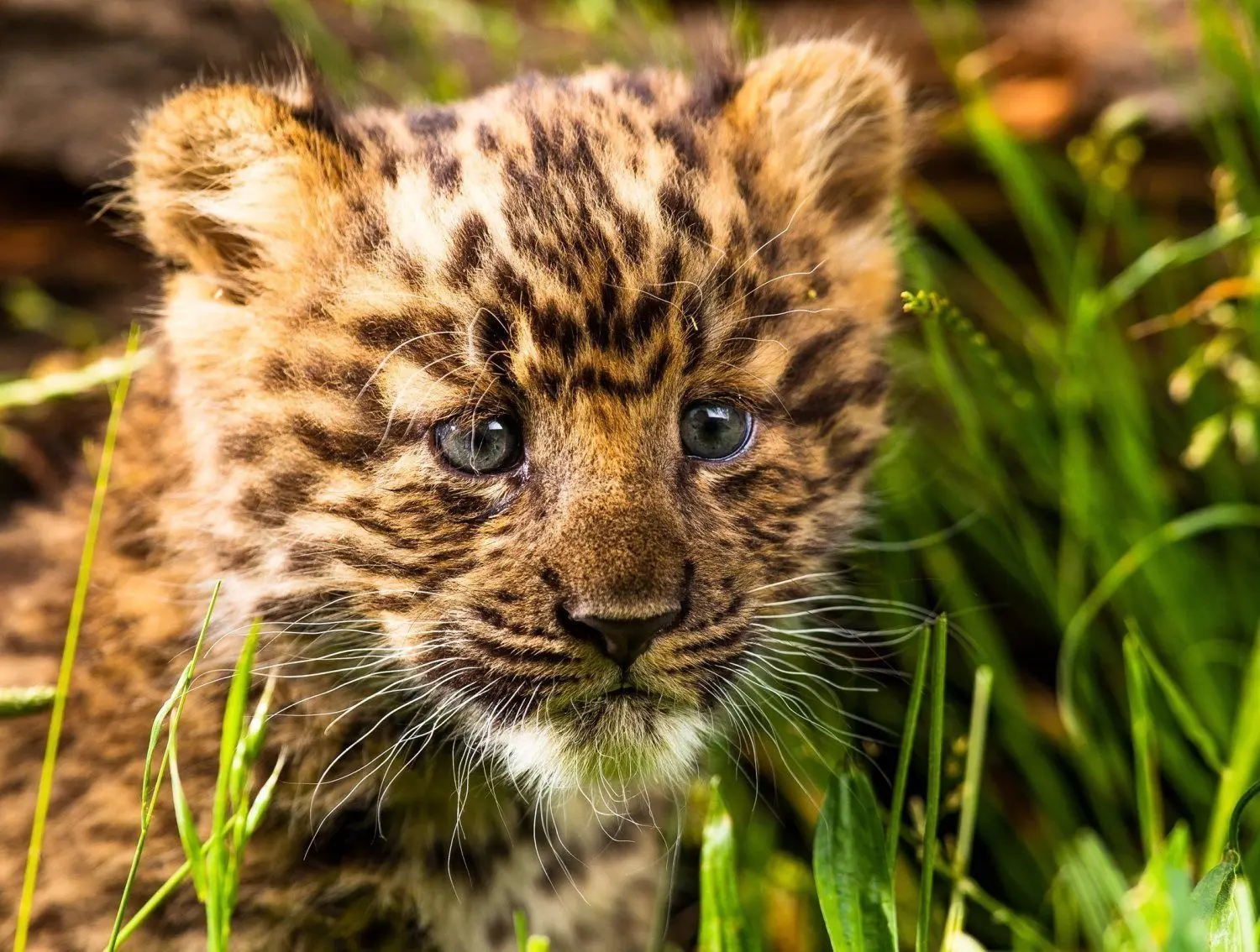 Wie süß: Aufmerksam erkundet das Leoparden-Baby seine Umwelt. Noch ist unklar, ob es ein Männchen oder ein Weibchen ist.