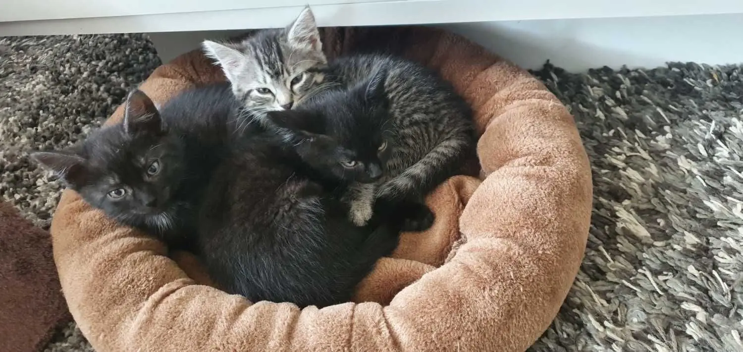 Nach dreiwöchiger Betreuung durch Ines Dietrich und der ersten Impfung konnten die drei jungen Katzen zu ihren neuen Familien ziehen. Der vierte Tiger war gleich am Fundtag in das Herz von Tierarzt Peter Hennig gezogen und trägt jetzt den passenden Namen Dietrich.