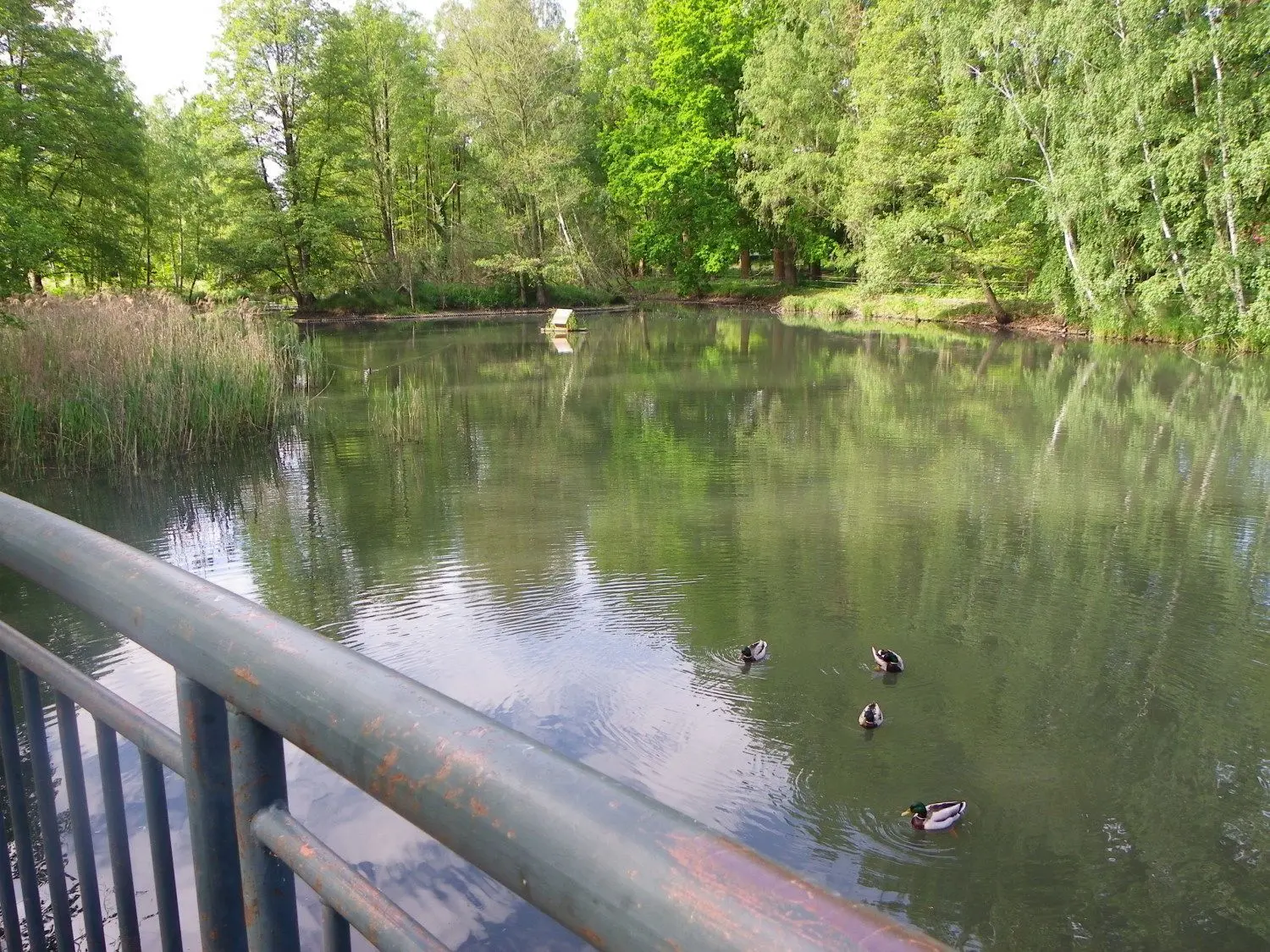 Der Stadtparkteich in Guben, früher Seerosenteich.