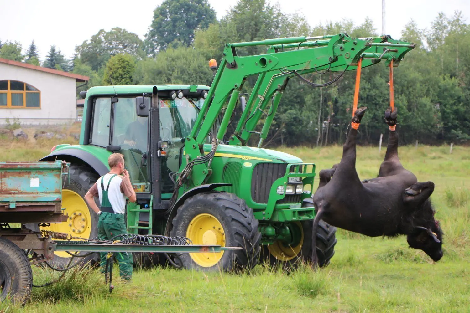 Jetzt geht's zum Fleischer. Ein Traktor verlädt den toten Wasserbüffel auf einen Hänger. Ein Jäger musste das Tier aus Dubring am 19. Juli erschießen, nachdem es am 16. Juli einen Bauern attackiert und schwer verletzt hatte.
