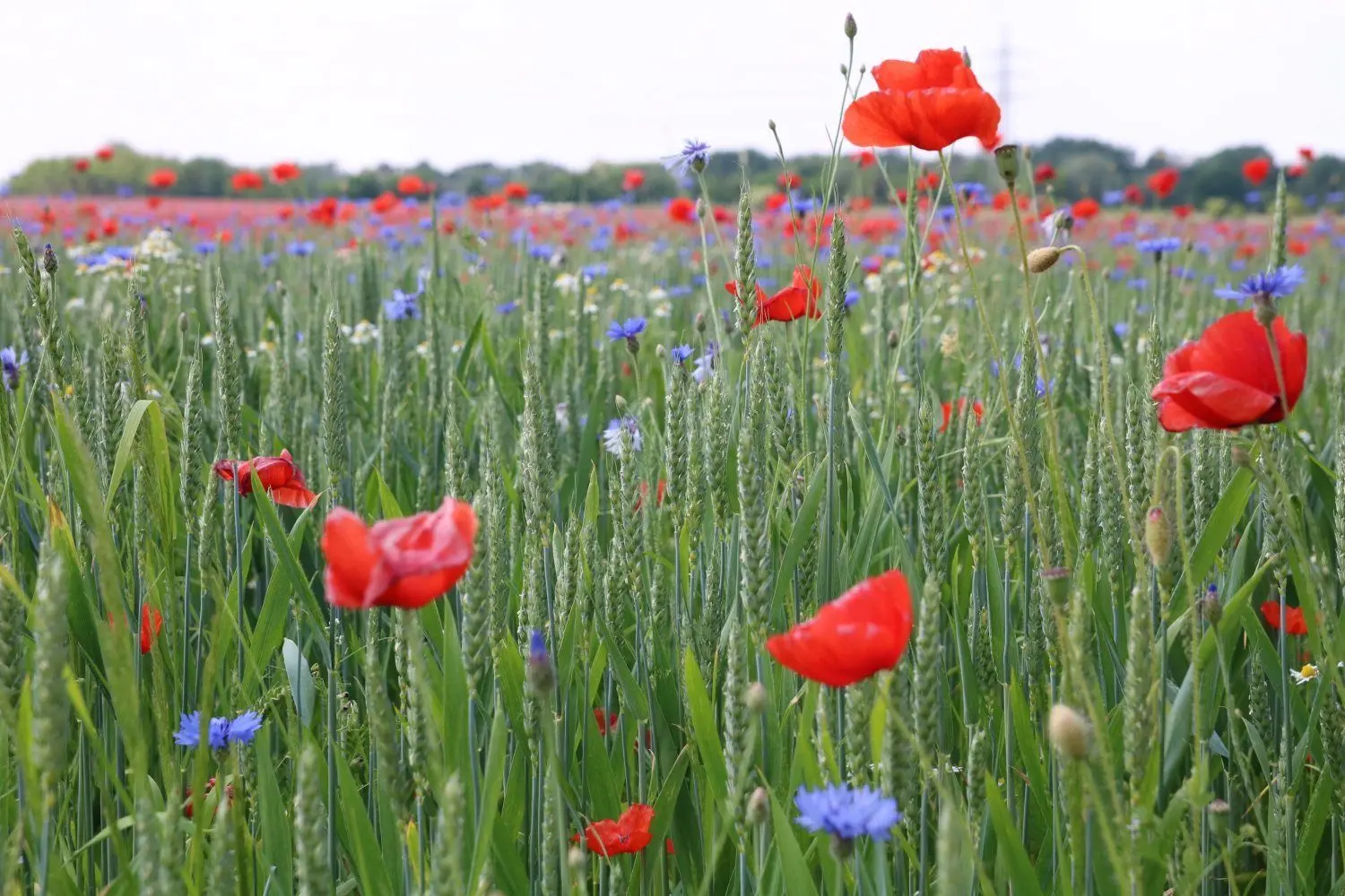 Kornblumen, Mohn und Kamille blühen zwischen Weizenähren auf einem Acker nahe Lübben an der B 87.