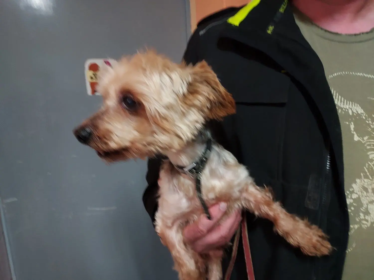 Freunde fürs Leben: Der Yorkshire Terrier Chicco weicht Harry nicht von der Seite.