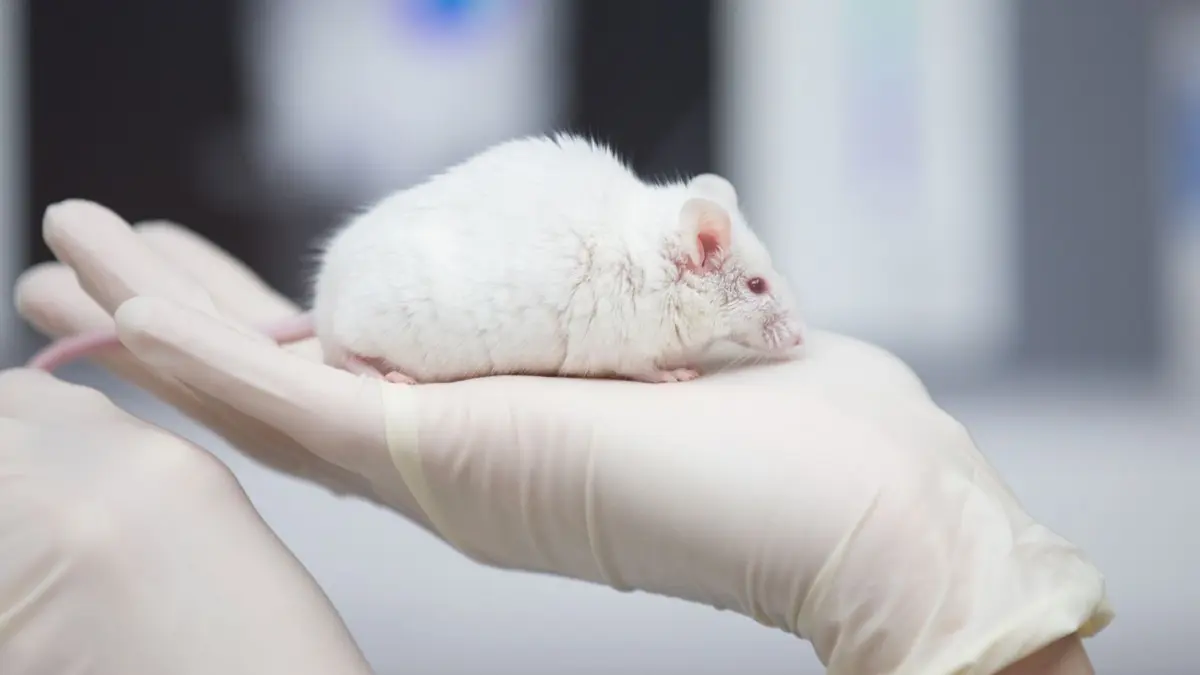 Die Tierrechtsorganisation Peta hatte vom Regierungspräsidium Tübingen wissen wollen, um welche Art von Tierversuchen es sich in der Medizinerausbildung der Unis Ulm und Tübingen handelt. Die Aufsichtsbehörde verweigerte eine Antwort. Das ist nicht zulässig, urteilte jetzt der Verwaltungsgerichtshof.