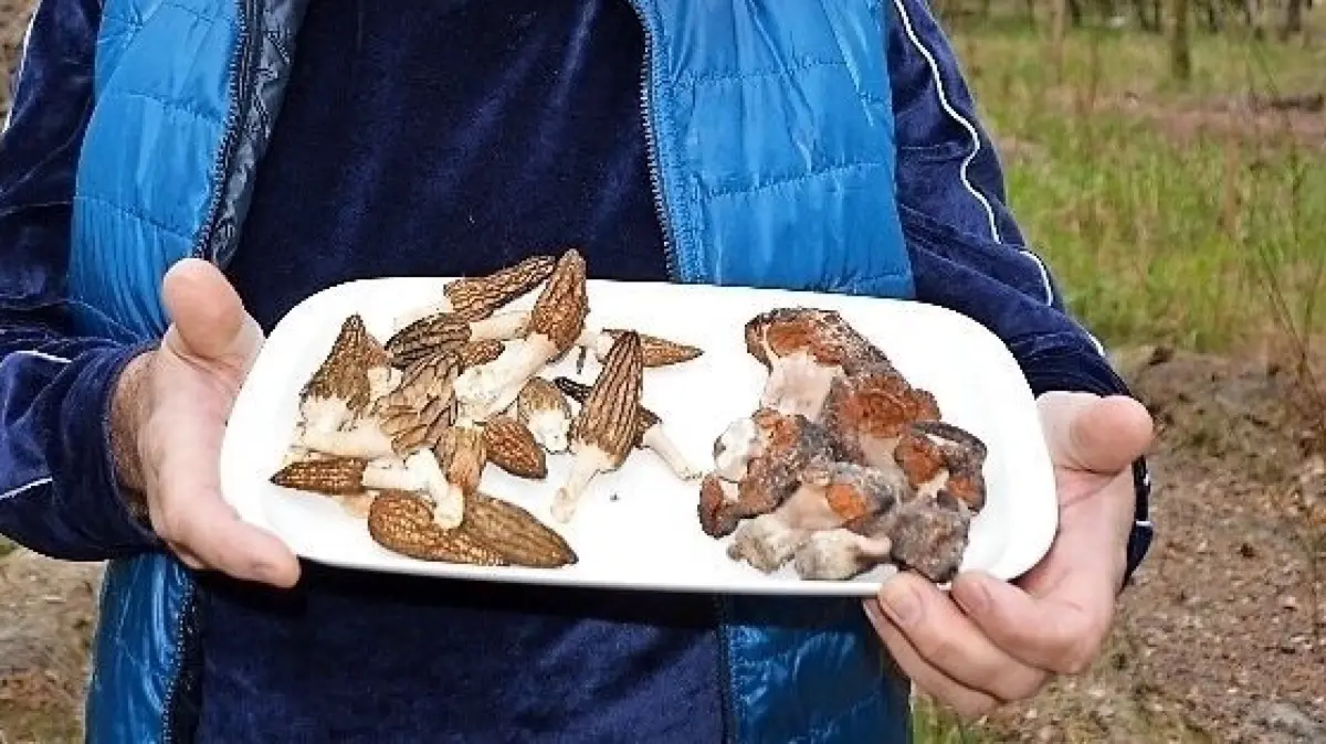 Pilzberater Lutz Helbig zeigt, welche essbaren Pilze schon jetzt gefunden werden können. ⇥
Der Pilzsachverständige Lutz Helbig aus Drebkau hat jetzt essbare Spitz- und Käppchenmorcheln und giftige Lorcheln in der Natur gefunden.