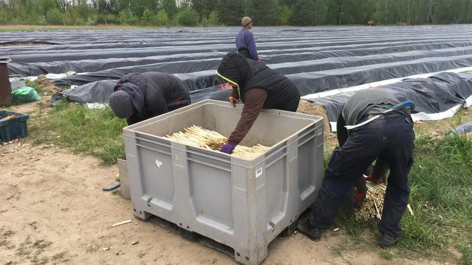 Auf dem Spargelhof von Spreewaldbauer Ricken arbeiten derzeit mehr als 300 rumänische Erntehelfer. Der rumänische Konsul hat sich vor Ort ein Bild von Arbeitsbedingungen und Unterkunft gemacht.