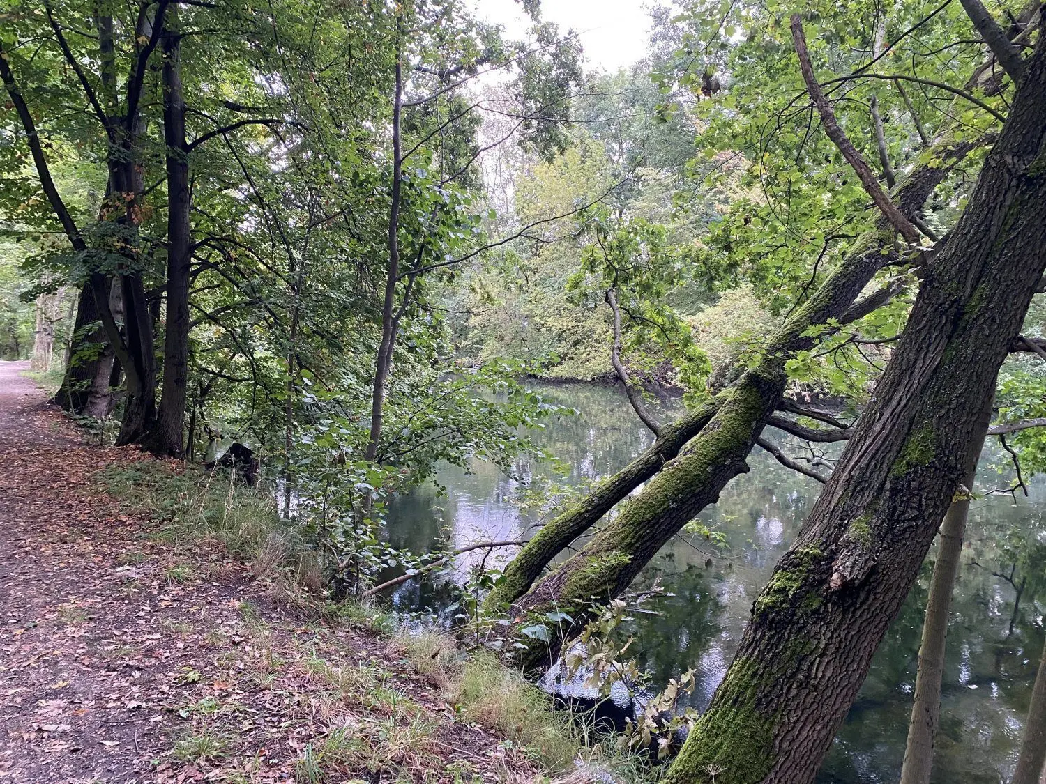 Kurz vorm Absturz: Diese Eichen neigen sich weit über die Spree und drohen demnächst in den Fluss zu stürzen. Das Phänomen lässt sich dieser Tage vermehrt beobachten.