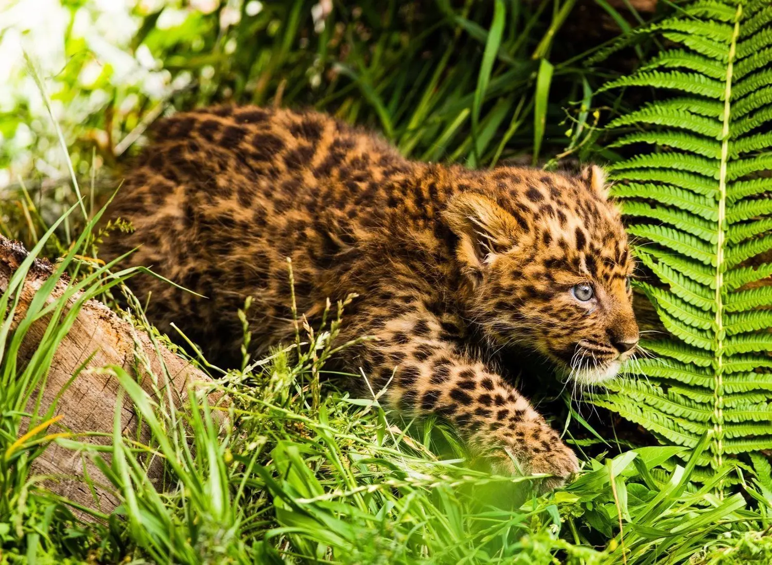 Das kleine Leo-Baby erkundet die Welt in der Außenanlage des Zoos Hoyerswerda.