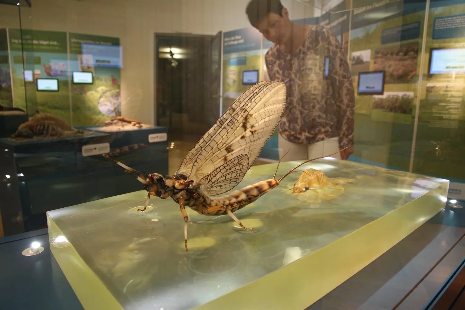 Das naturgetreue vergrößerte Abbild einer schlüpfenden Eintagsfliege ist ein neuer Höhepunkt der „Abenteuer Neiße“ Ausstellung in Görlitz