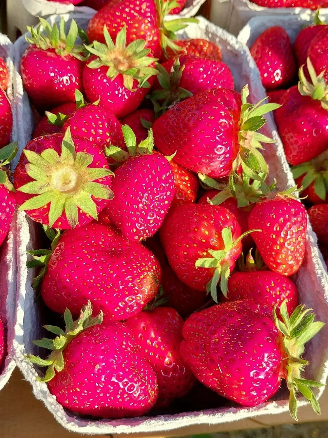 Rot und saftig: Erdbeeren aus Albertinenaue.