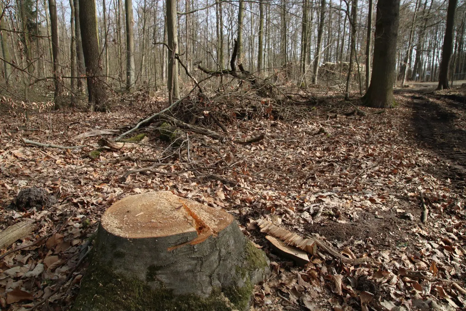 Etliche Bäume wurden im Januar im Schlepziger Buchenhain gefällt.