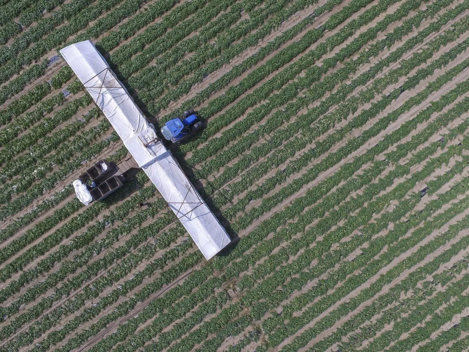 2020 war kein gutes Gurkenjahr. Die Landwirte beklagen hohe Verluste wegen des unbeständigen Wetters.