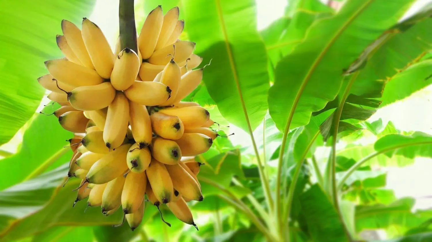 Bananen könnten bald in Gewächshäusern in der Lausitz wachsen - das können sich zumindest Forscher der BTU Cottbus-Senftenberg vorstellen.