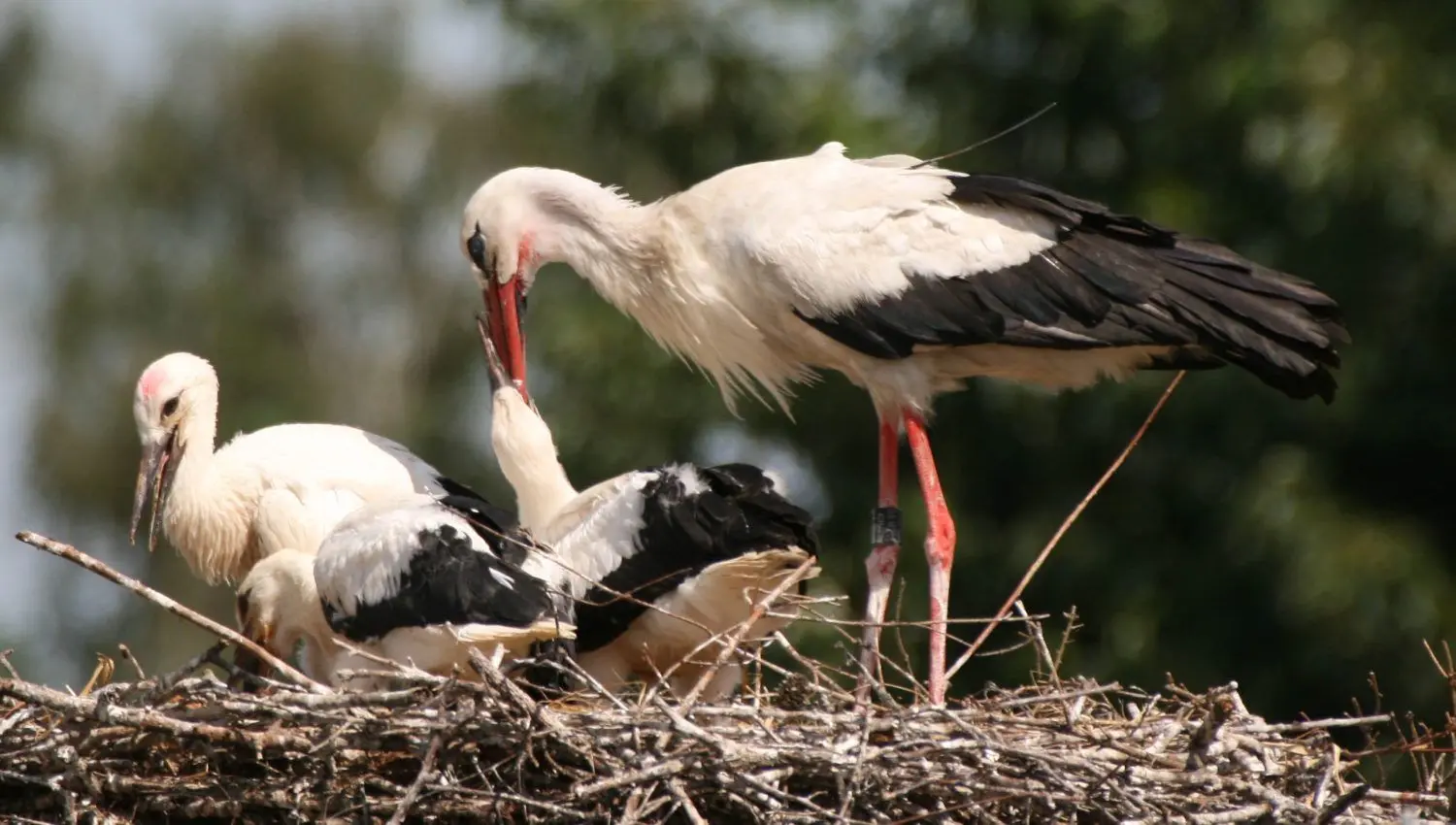 Gleich drei Jungstörche sind hier im Horst. Reicht das Futter nicht für alle, wird meist das Jüngste aus dem Nest geworfen.